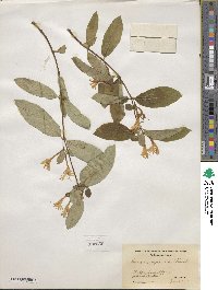 Lonicera japonica image