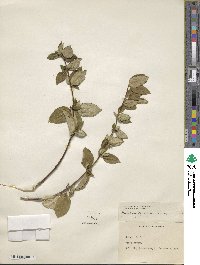 Lonicera japonica image