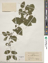 Lonicera japonica image