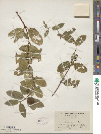 Lonicera japonica image