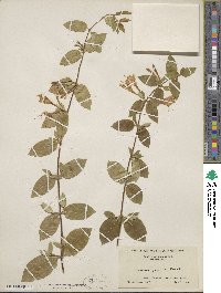 Lonicera japonica image