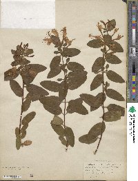 Lonicera japonica image