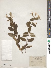 Lonicera japonica image