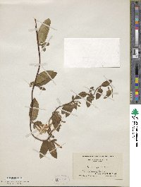 Lonicera japonica image