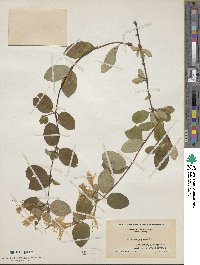 Lonicera japonica image