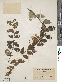 Lonicera japonica image