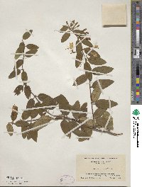 Lonicera japonica image