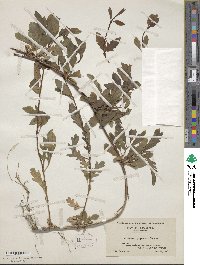 Lonicera japonica image