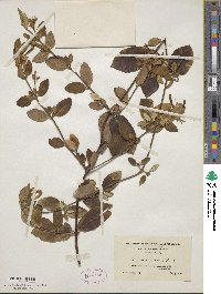 Lonicera japonica image