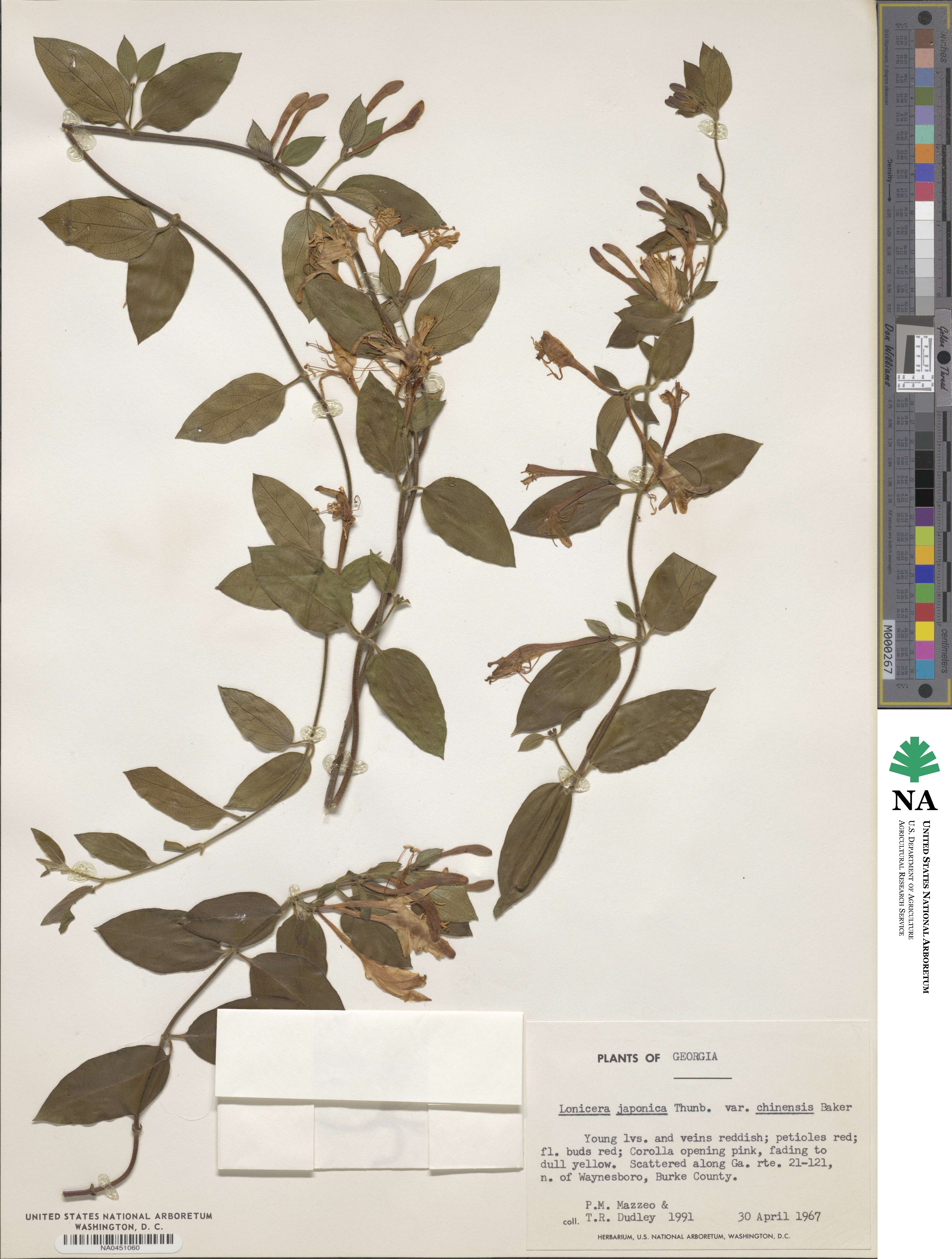 Lonicera japonica var. chinensis image