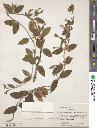 Lonicera japonica image