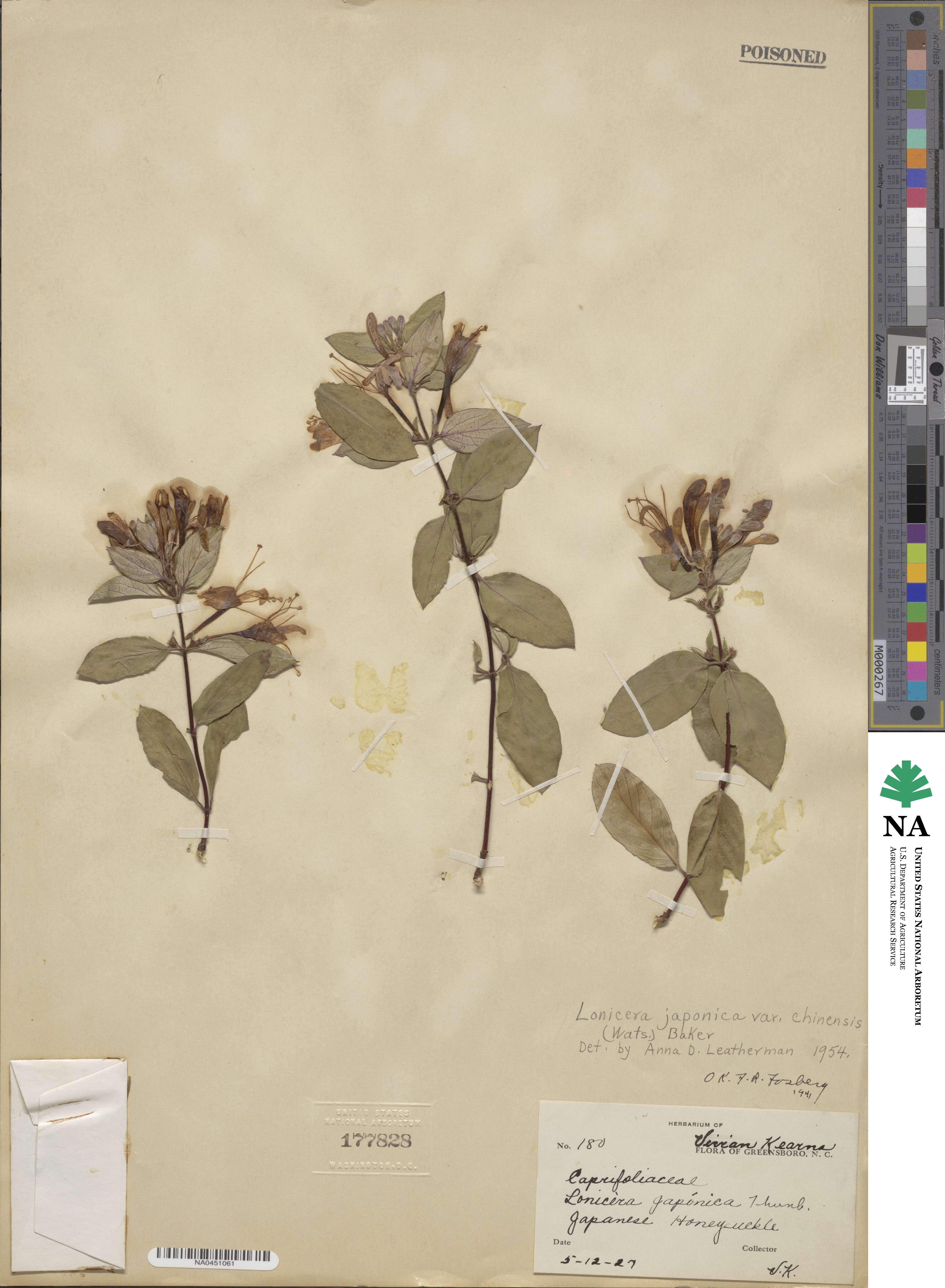 Lonicera japonica var. chinensis image