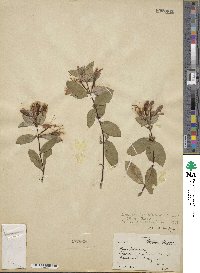 Lonicera japonica image