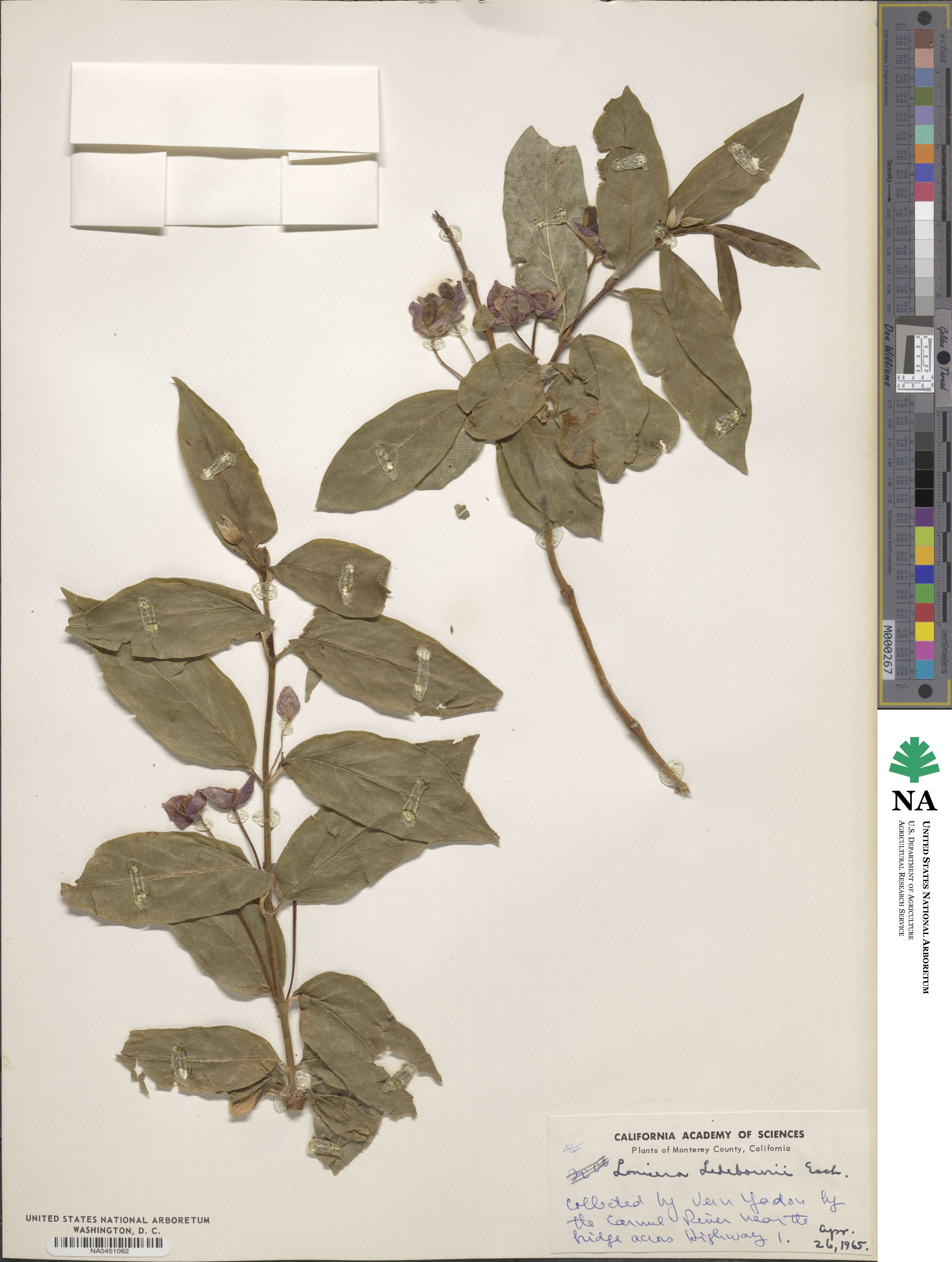 Lonicera involucrata image