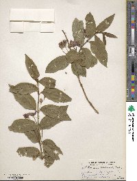 Lonicera involucrata var. ledebourii image