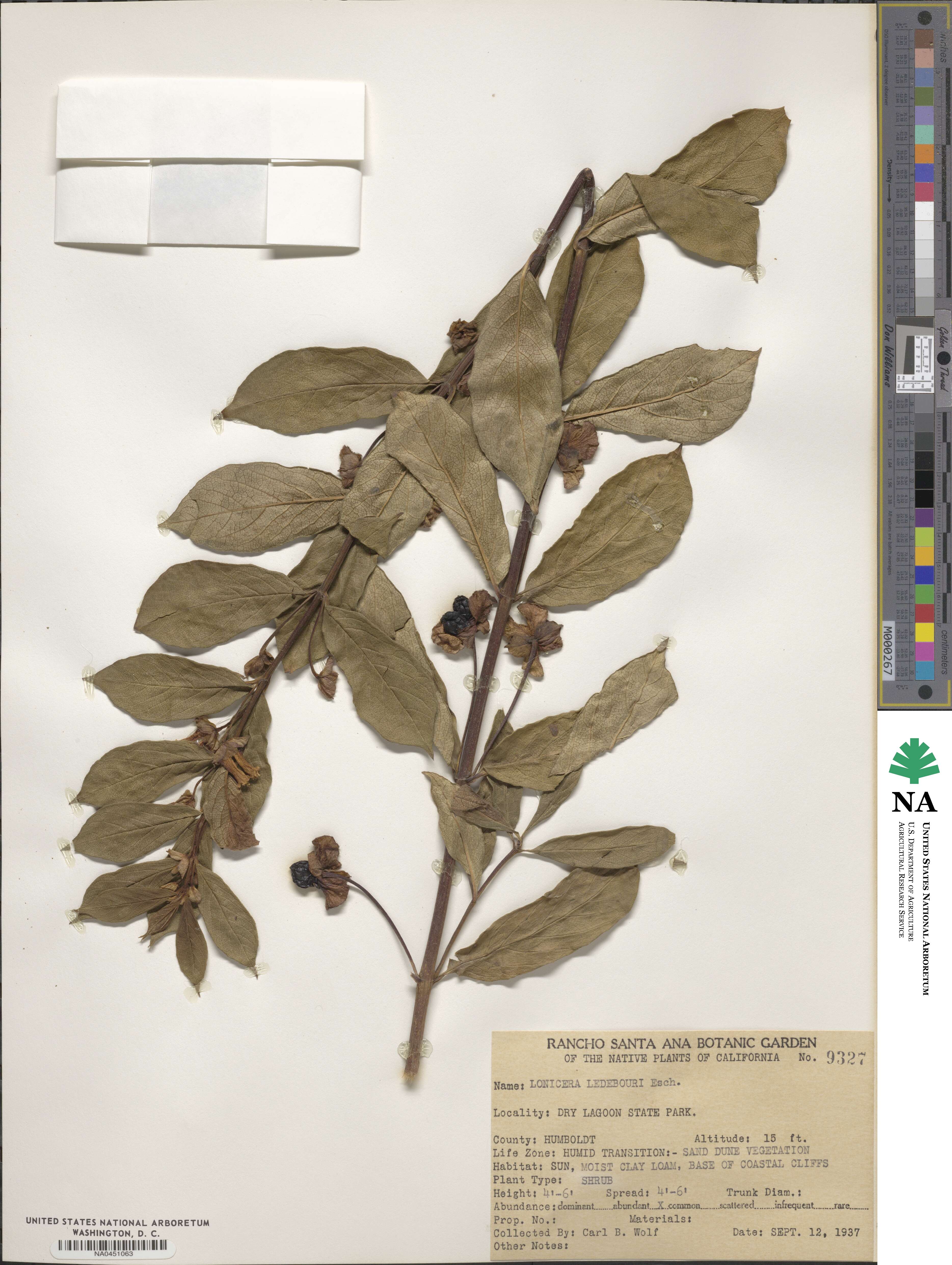 Lonicera involucrata image