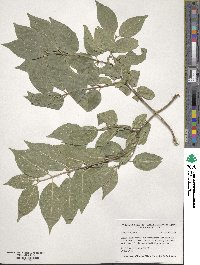 Lonicera maackii image