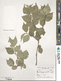 Lonicera maackii image