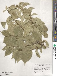 Lonicera maackii image