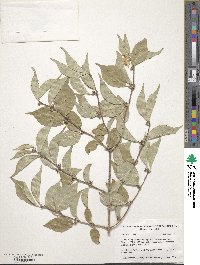 Lonicera maackii image