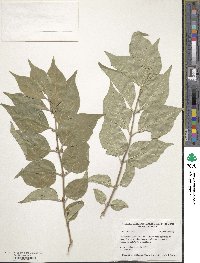 Lonicera maackii image