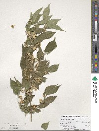 Lonicera maackii image