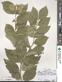 Lonicera maackii image