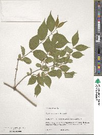 Lonicera maackii image