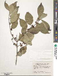 Lonicera maackii image