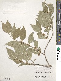 Lonicera maackii image