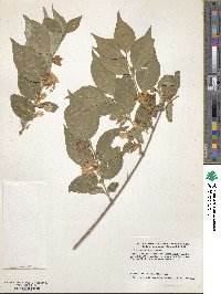 Lonicera maackii image