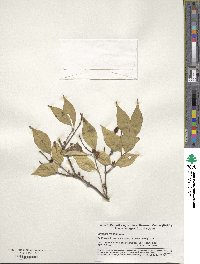 Lonicera maackii image