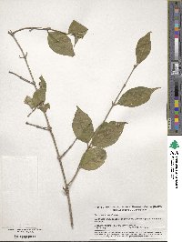 Lonicera maackii image