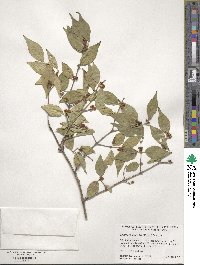 Lonicera maackii image