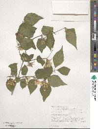 Lonicera maackii image