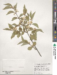 Lonicera maackii image