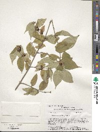 Lonicera maackii image