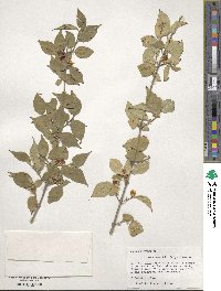 Lonicera maackii image