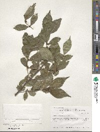 Lonicera maackii image