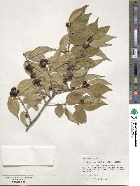 Lonicera maackii image