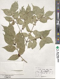 Lonicera maackii image