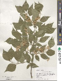 Lonicera maackii image