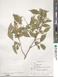 Lonicera maackii image