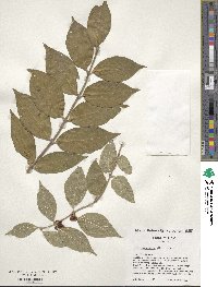 Lonicera maackii image