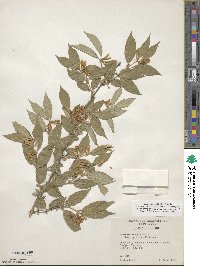 Lonicera maackii image