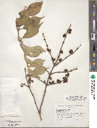 Lonicera maackii image