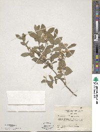 Lonicera morrowii image