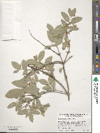 Lonicera morrowii image