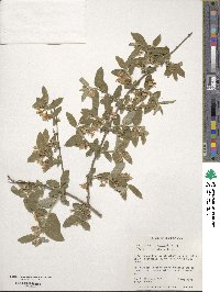 Lonicera morrowii image