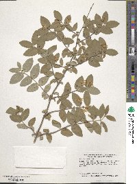 Lonicera morrowii image